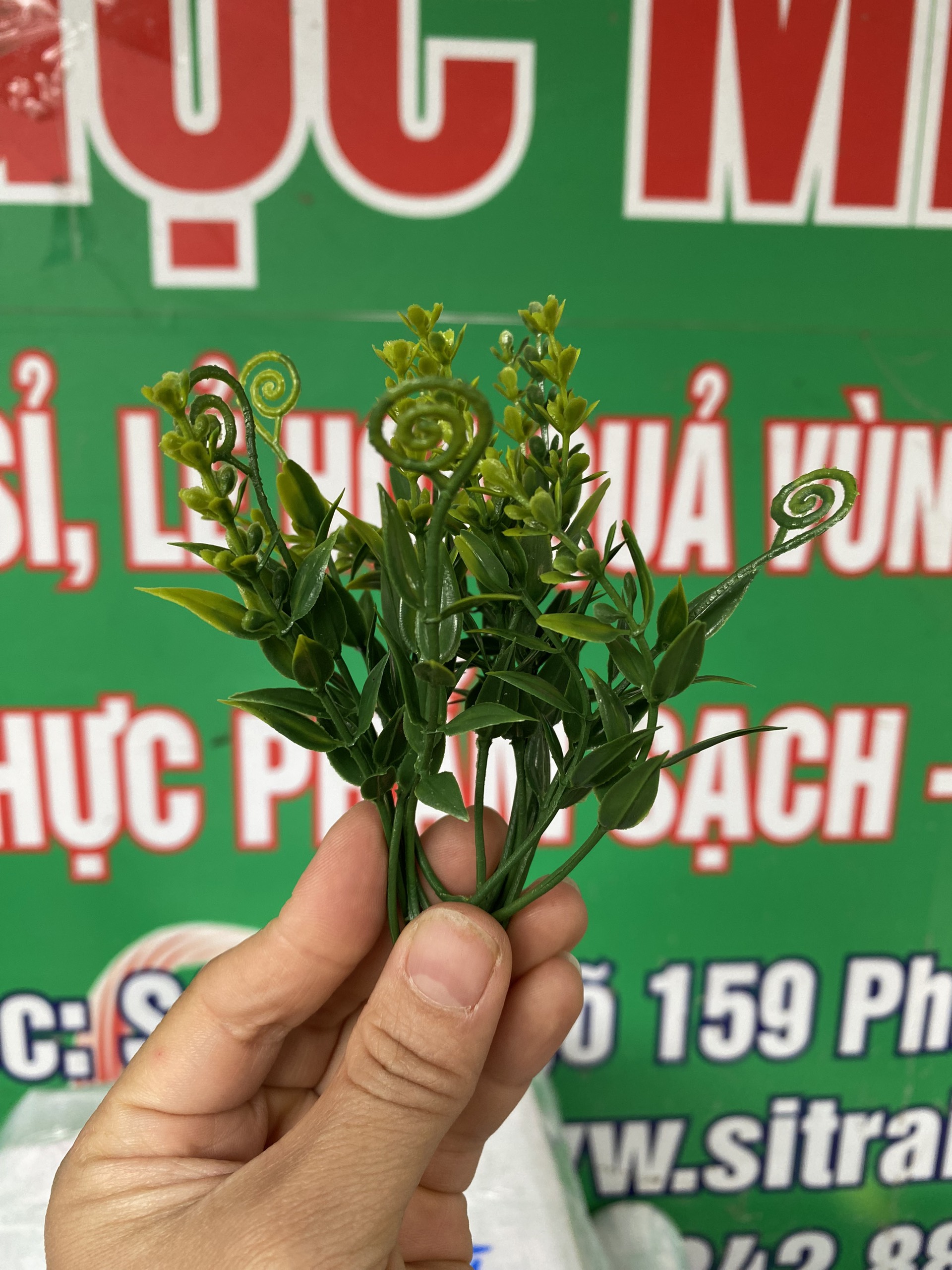 cỏ móc xanh
